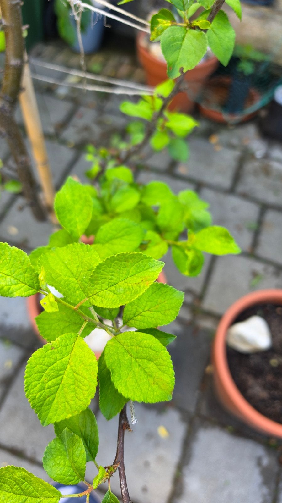 Pruimenboom verschillende rassen, Ophalen