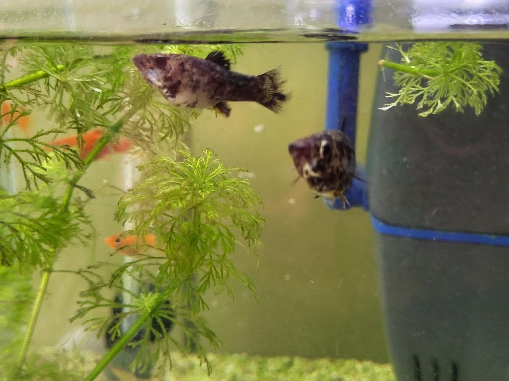 Zilver gemarmerde Molly's, Dieren en Toebehoren, Vis, Zoetwatervis, Schoolvis
