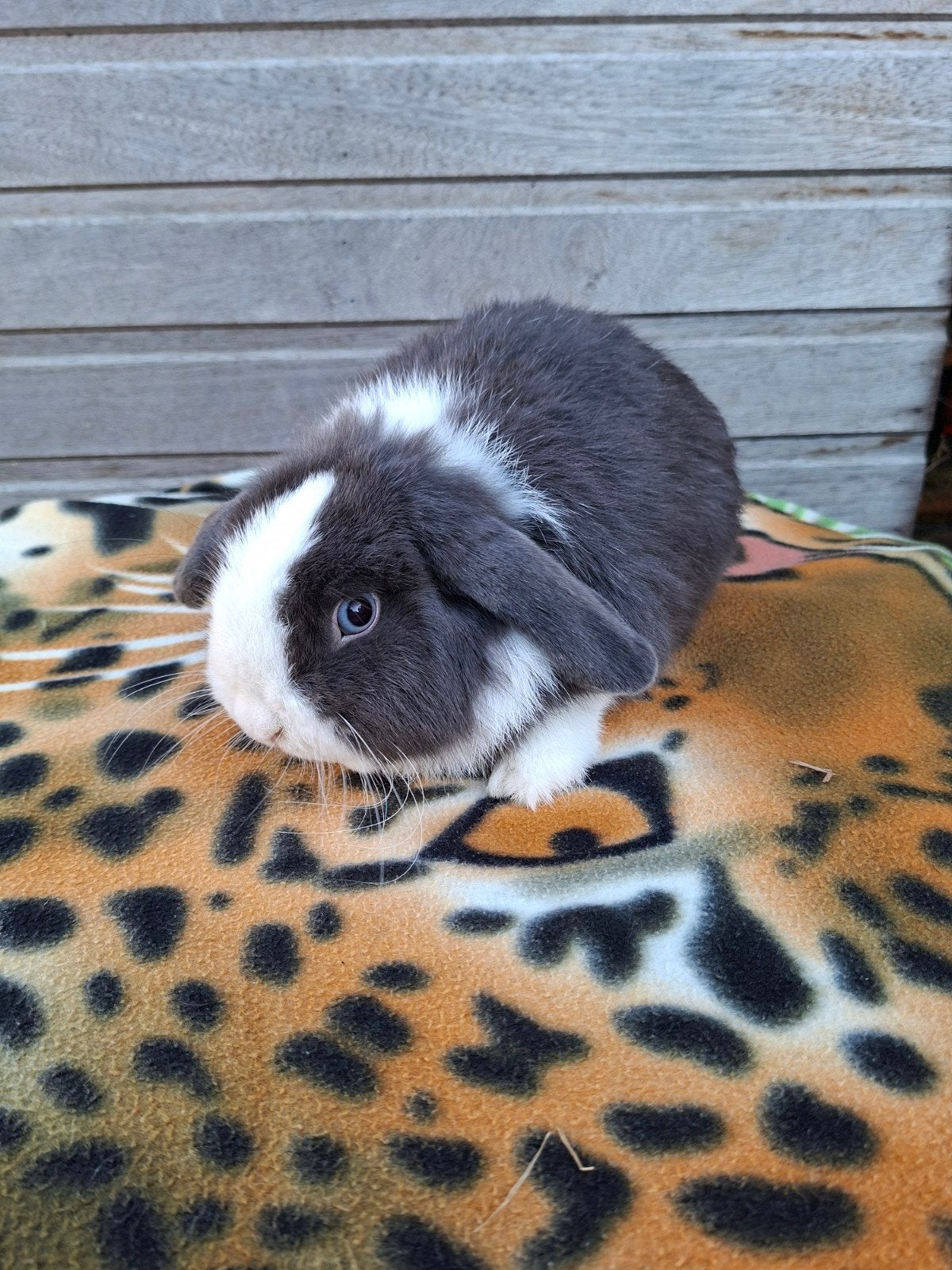 Minilop blauwbont ram, Mannelijk, Dwerg, Hangoor, 0 tot 2 jaar