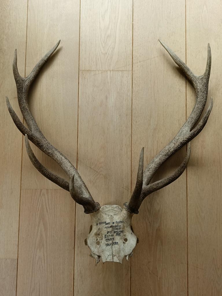 Gewei van hert, Enlèvement, Comme neuf, Cerf, Bois ou Tête