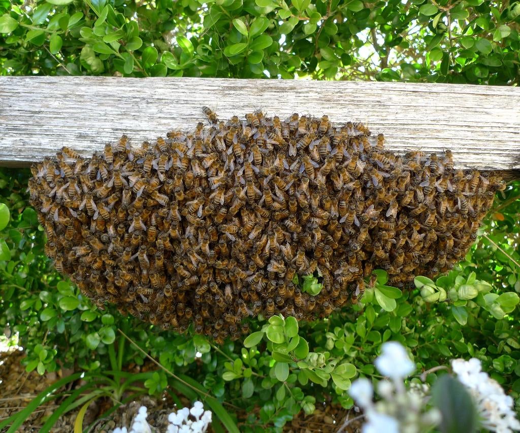 Bijenzwermen, Dieren en Toebehoren, Overige Dieren, Januari, Geslacht onbekend
