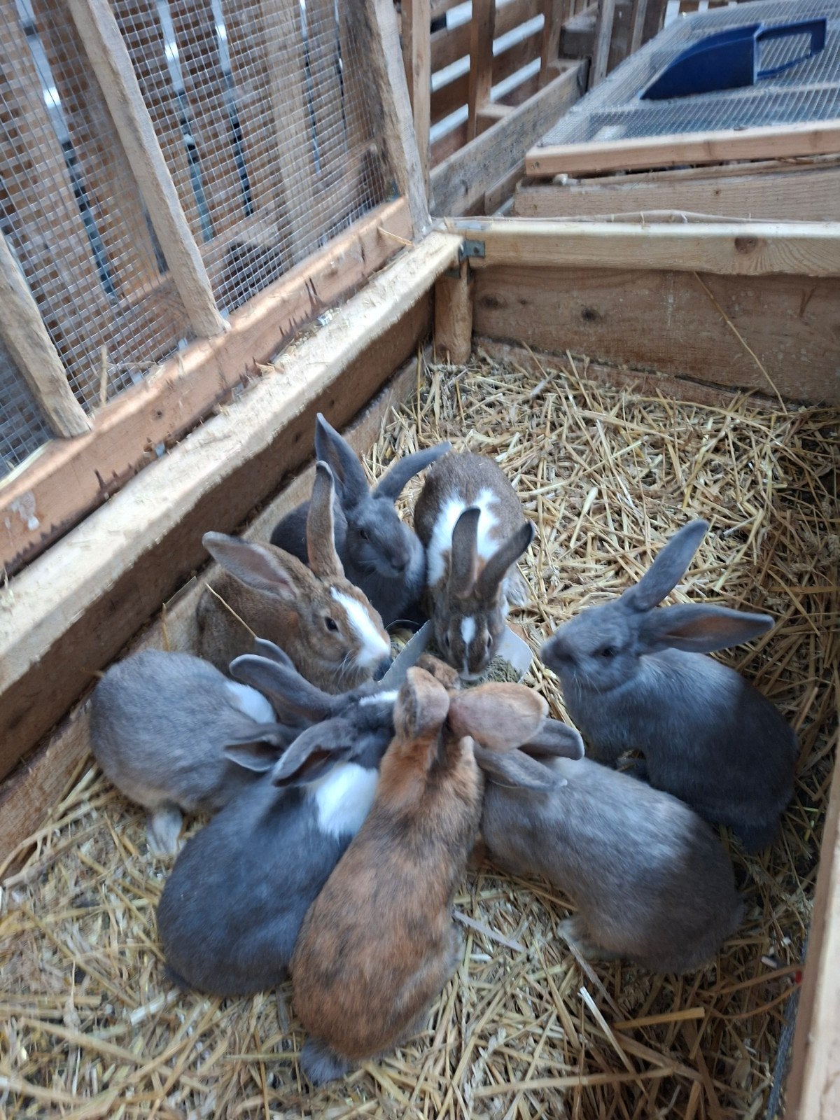 konijnen te koop, Meerdere dieren