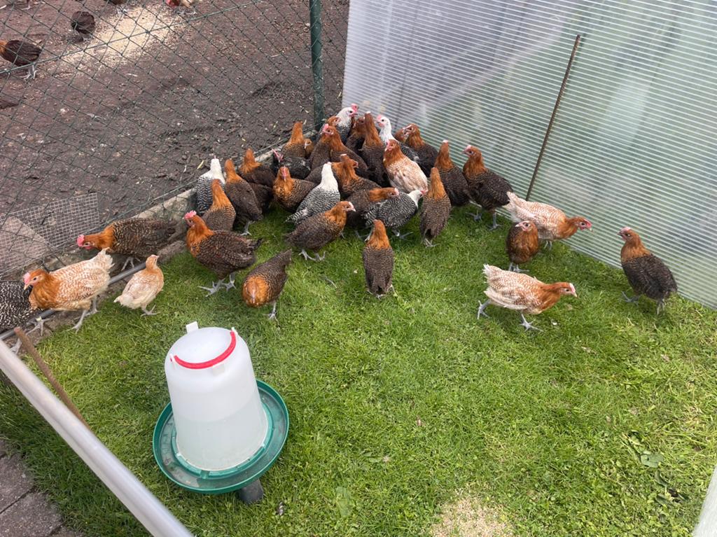 Jonge hanen, Dieren en Toebehoren, Mannelijk, Kip