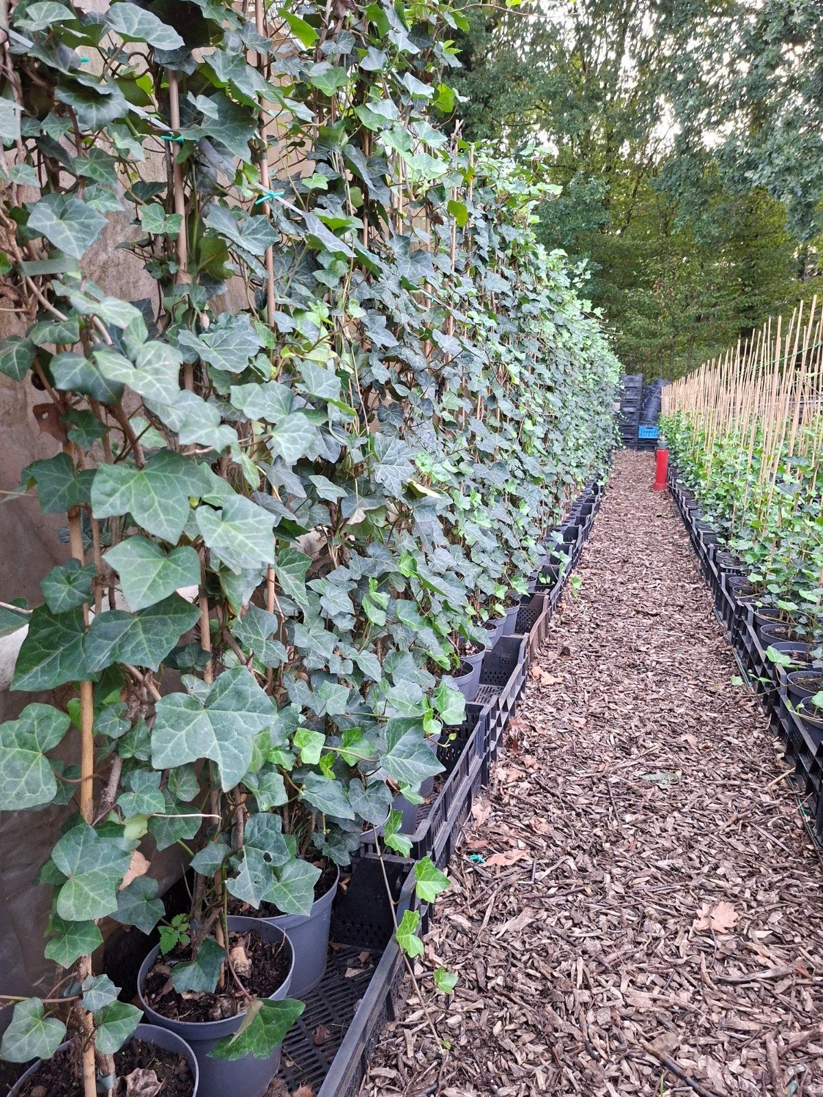 hedera haag, Tuin en Terras, Planten | Struiken en Hagen, Ophalen, Haag
