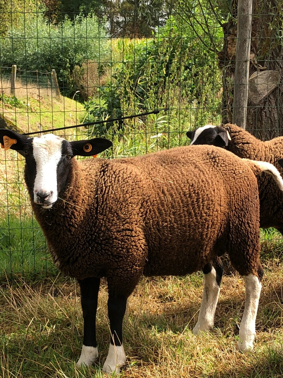 Zuivere zwartbles ram, Dieren en Toebehoren, Schapen, Geiten en Varkens, Mannelijk, Schaap, 0 tot 2 jaar
