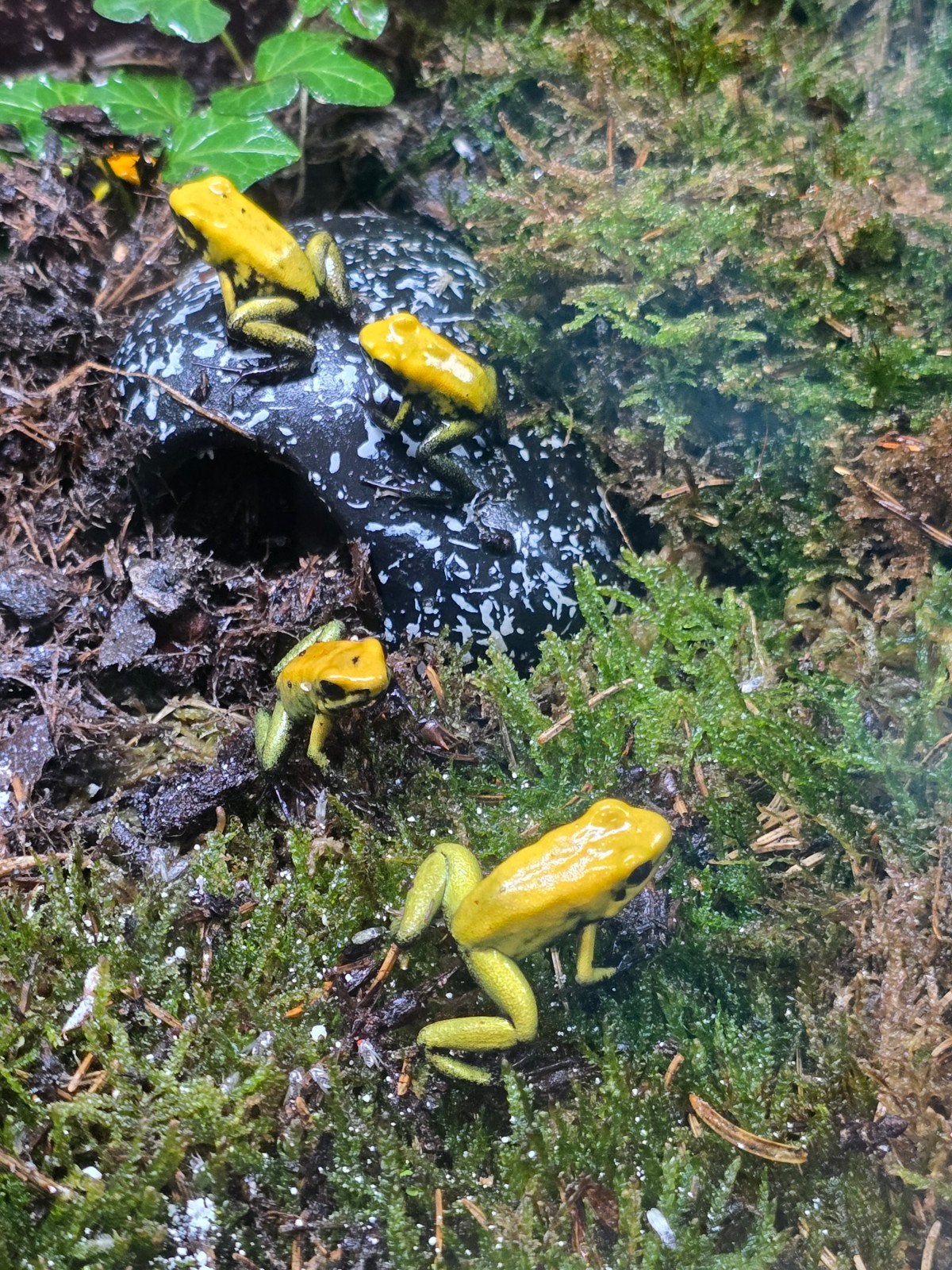 Zwartpotige pijlgifkikker (Phyllobates bicolor) – NLNK 2025, Dieren en Toebehoren, Reptielen en Amfibieën