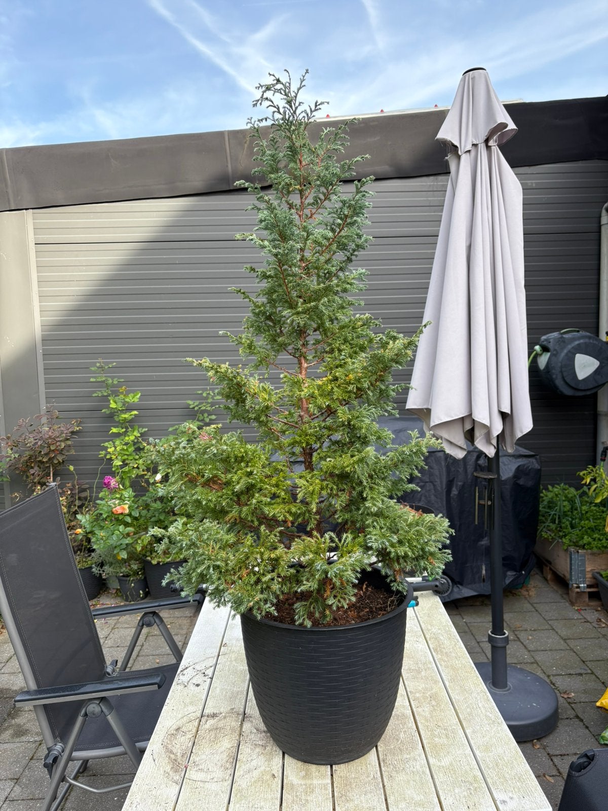 Mooie conifeer in pot ca. 90cm, Tuin en Terras, Ophalen, In pot