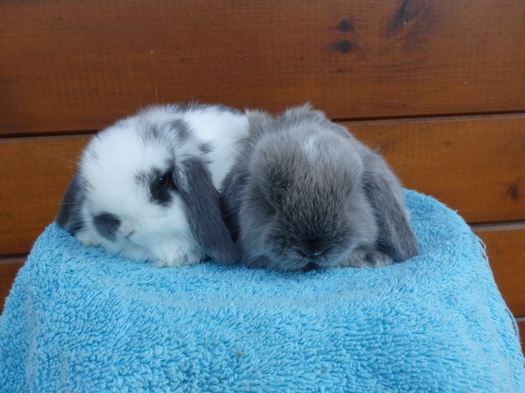 nhd, koppeltjes., Dieren en Toebehoren, Meerdere dieren, Dwerg, Hangoor, 0 tot 2 jaar