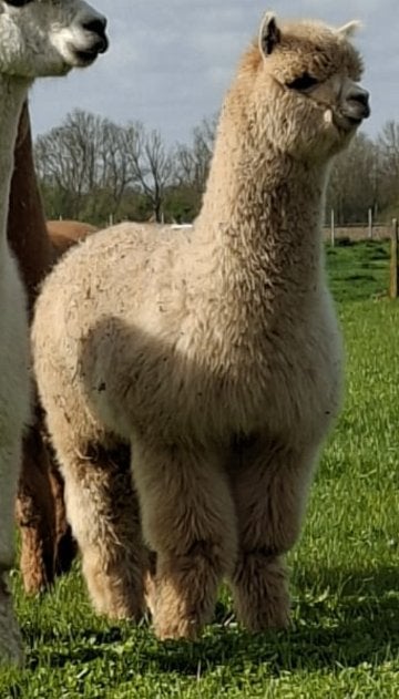 Étalon Sweet Alpaga 1 an, Animaux & Accessoires, Juillet, Mâle