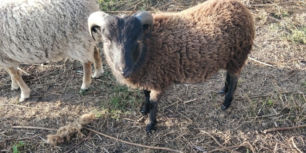 Mooi en handtam ouessant bokje 50 euro, Dieren en Toebehoren, Schapen, Geiten en Varkens, Mannelijk, Schaap, 0 tot 2 jaar