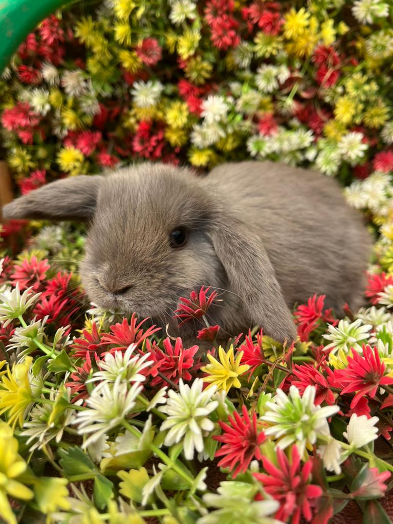 Jonge nederlandse hangoor konijntjes, Dieren en Toebehoren, Konijnen, Hangoor