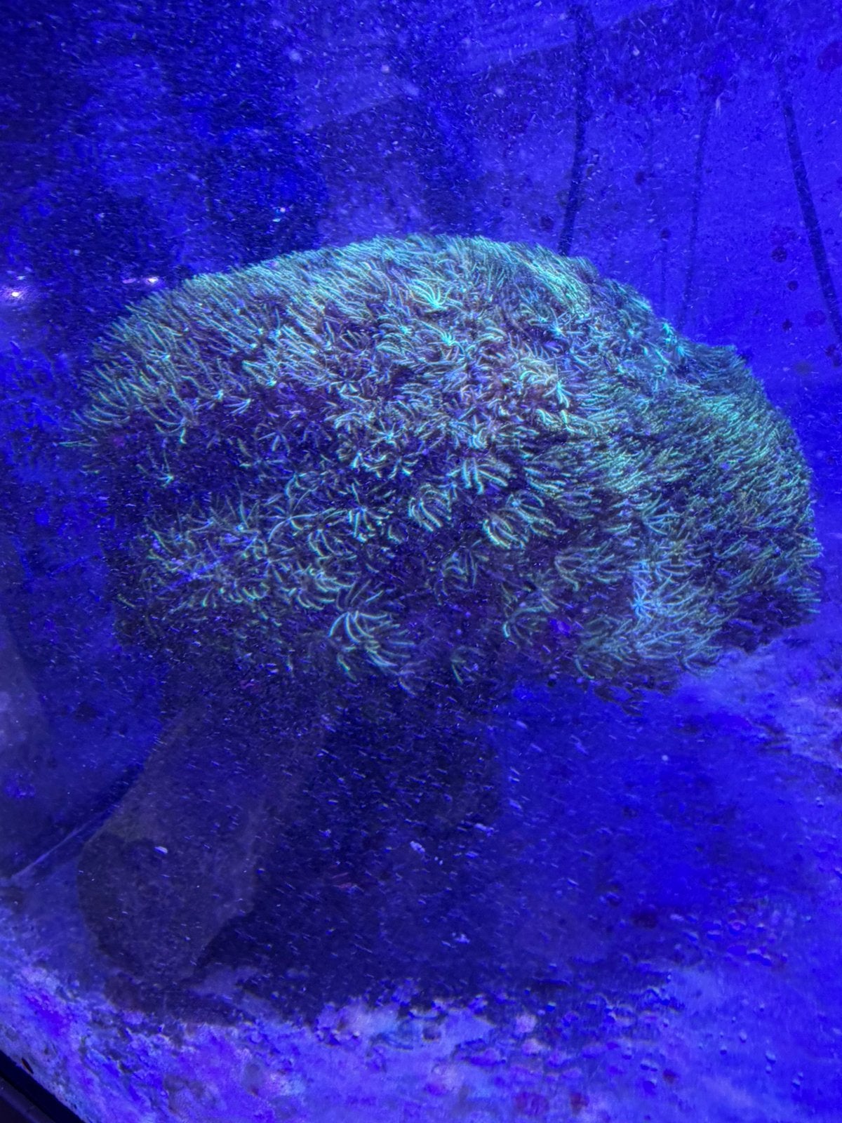 Zeeaquarium koraal, Ophalen, Zo goed als nieuw
