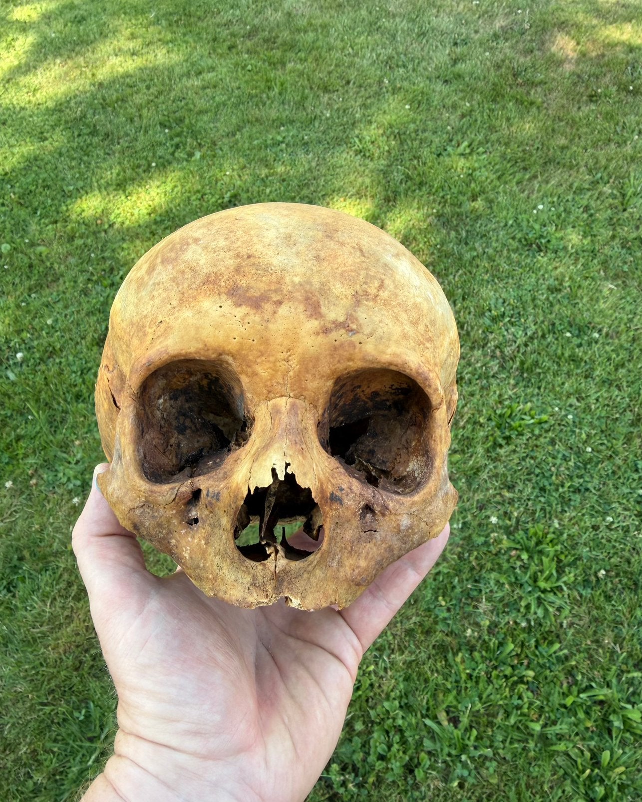 Antieke schedel - doodshoofd - skull, Ophalen of Verzenden