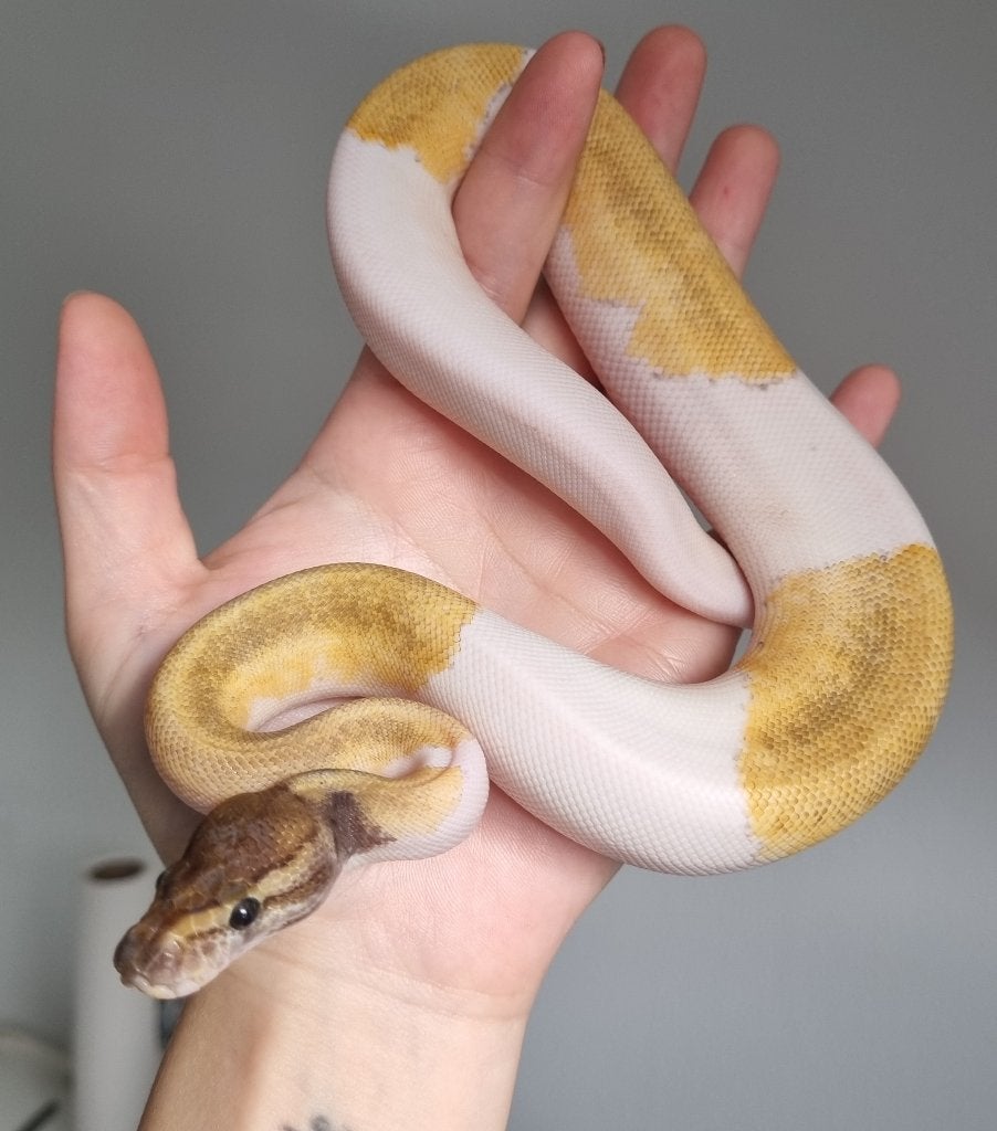 0.1 mojave enchi pinstripe piebald koningspython, Dieren en Toebehoren