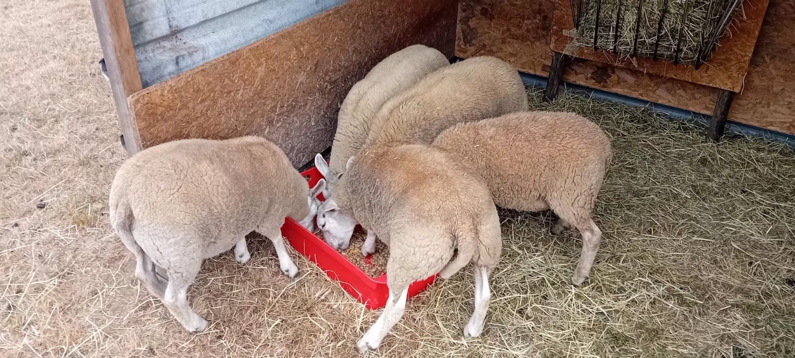 lam, Dieren en Toebehoren, Overige Dieren, Februari