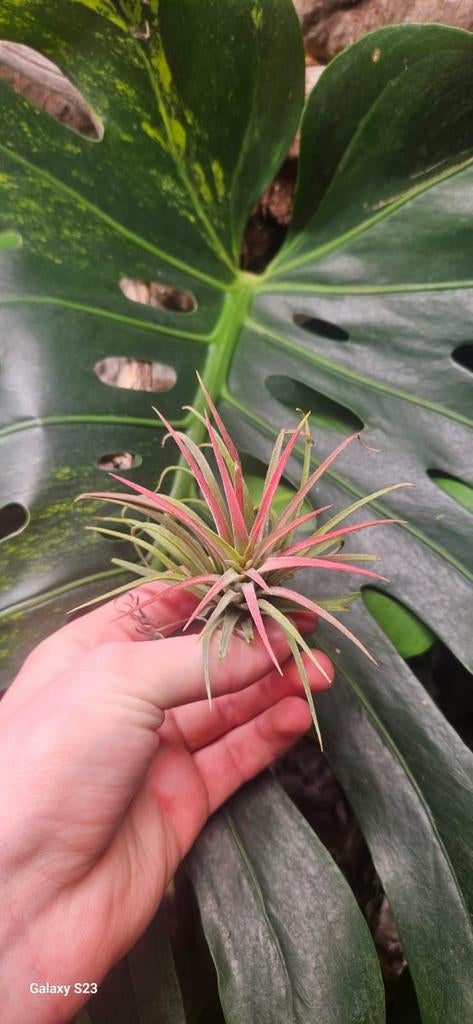 Tillandsia Ionantha Rood!, Ophalen