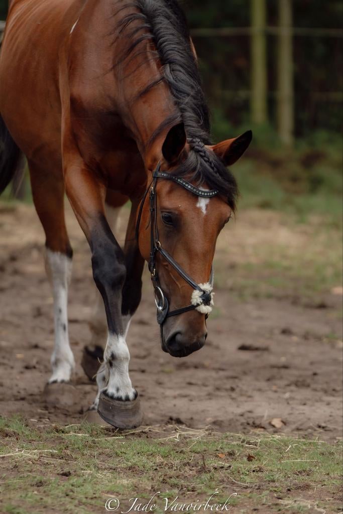 Ervaren ruiter/verzorger gezocht!, Dieren en Toebehoren, Merrie
