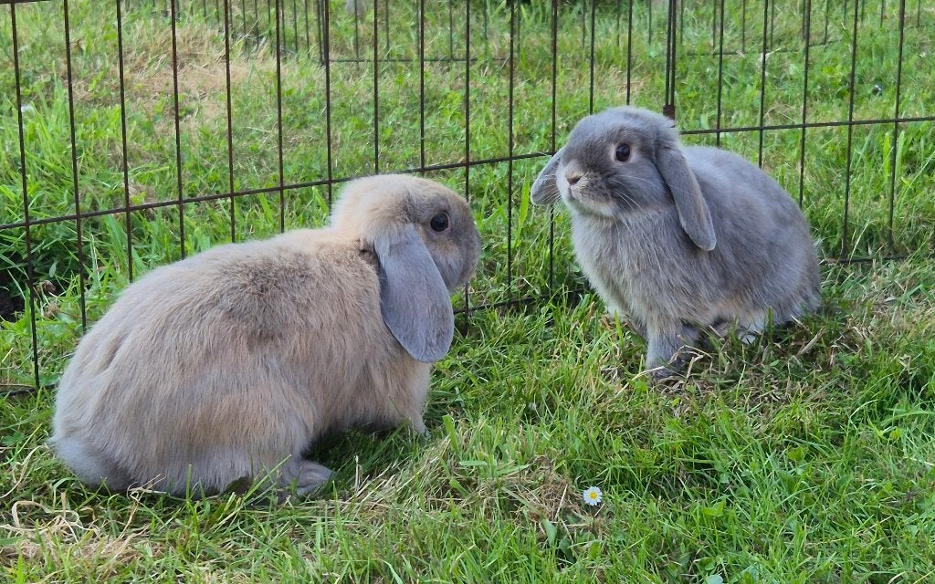 PRACHTIG MINILOP x NHD KOPPELTJE, Plusieurs animaux, Nain, Oreilles tombantes, 0 à 2 ans