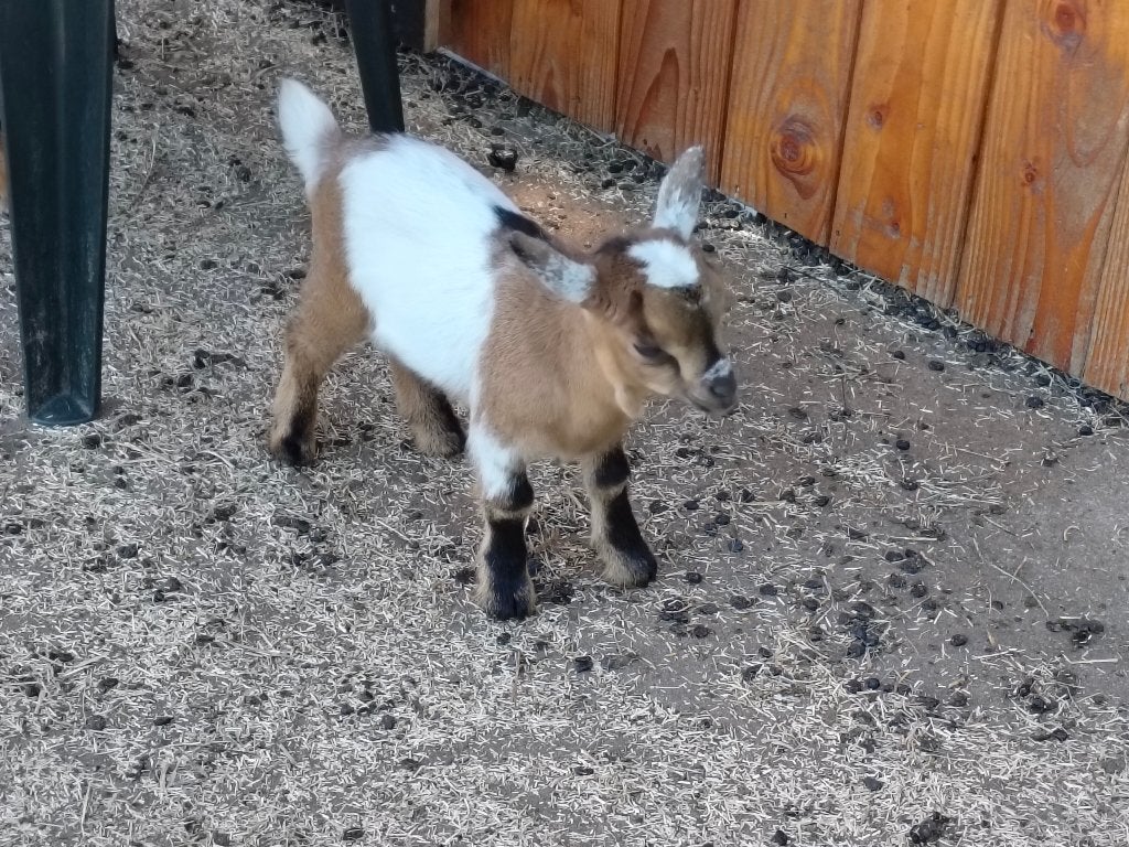 dwerggeiten, Dieren en Toebehoren, Vrouwelijk, Geit, 0 tot 2 jaar