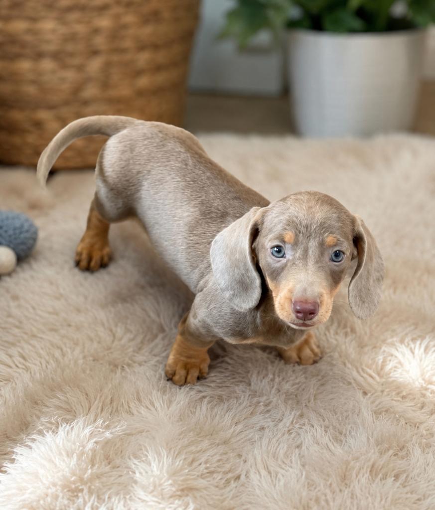 Superbes bébés teckels kaninchen, Dieren en Toebehoren, Honden | Teckels en Dashonden, Meerdere dieren, Korthaar, Kaninchen, Fokker | Professioneel