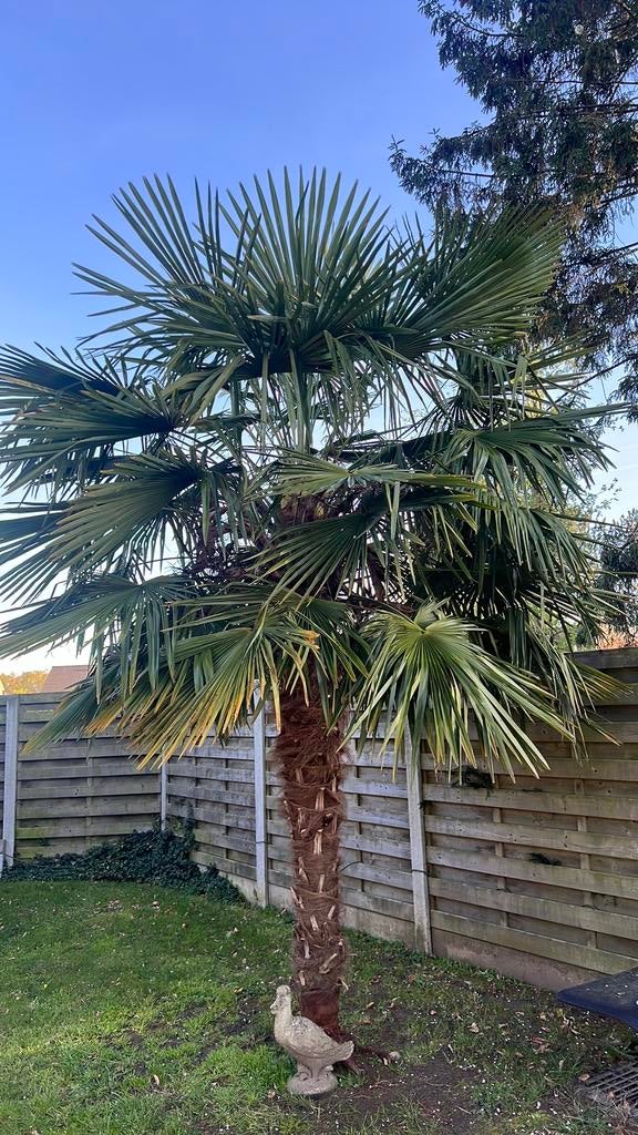 Palmboom# Trachycarpus, Tuin en Terras, Planten | Bomen, Ophalen, Palmboom
