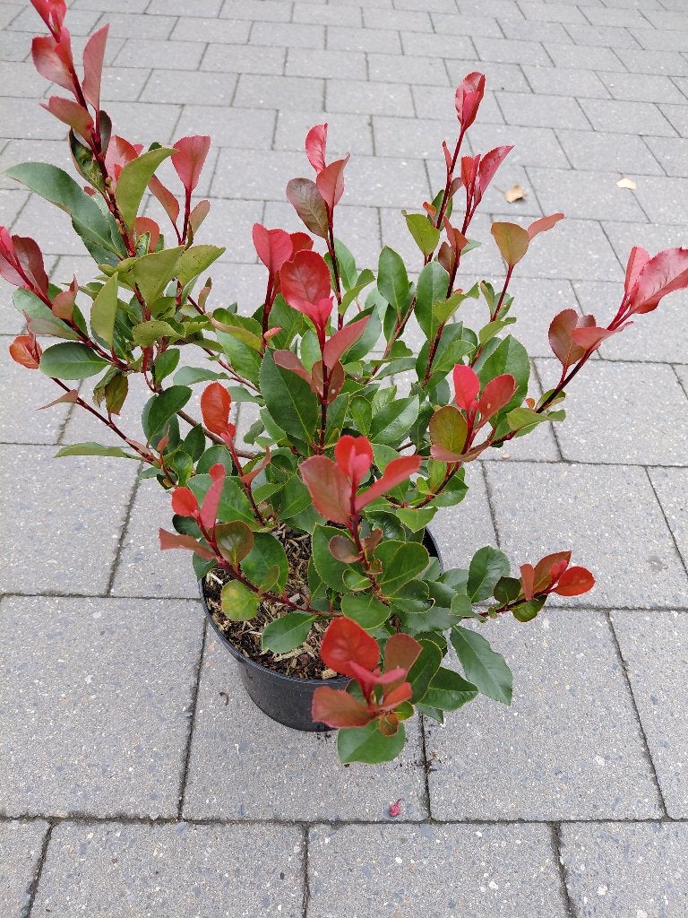 Photinia Little Red Robin, Ophalen, Halfschaduw