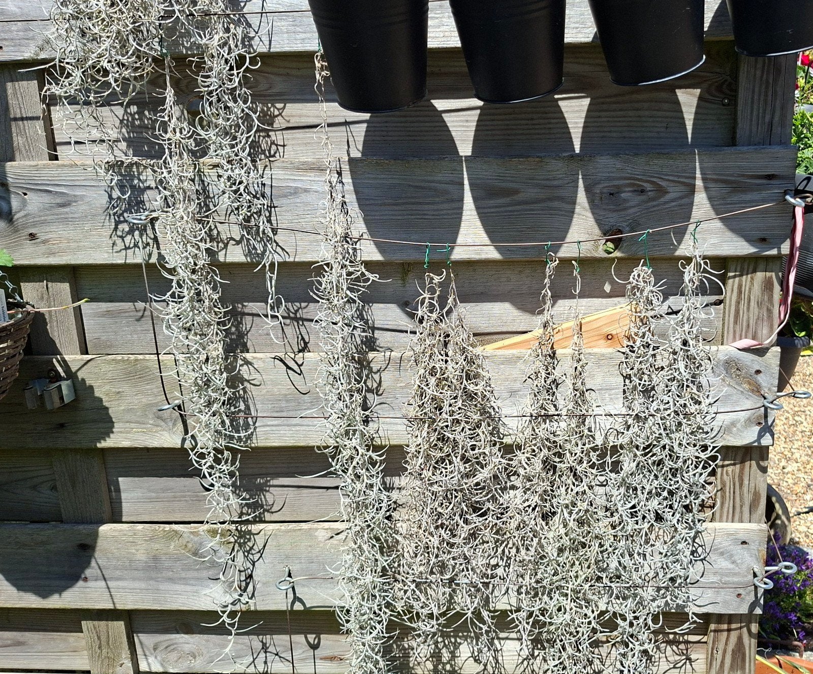 Plantes Tilantia, Enlèvement ou Envoi, Plante fixe, Autres espèces, Mi-ombre