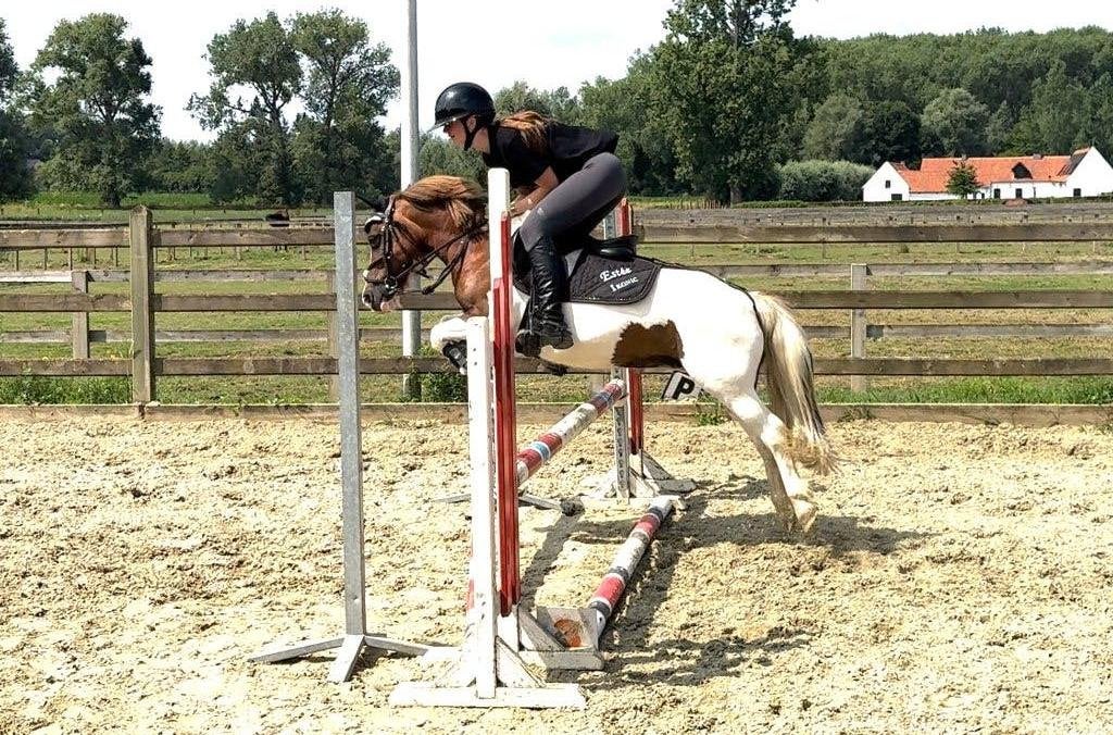 SUPERLIEVE B-pony te koop, Animaux & Accessoires, Chevaux & Poneys | Produits de soin, BR, Enlèvement