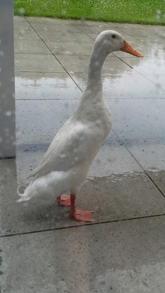 Œufs à éclore de canards blancs indiens.