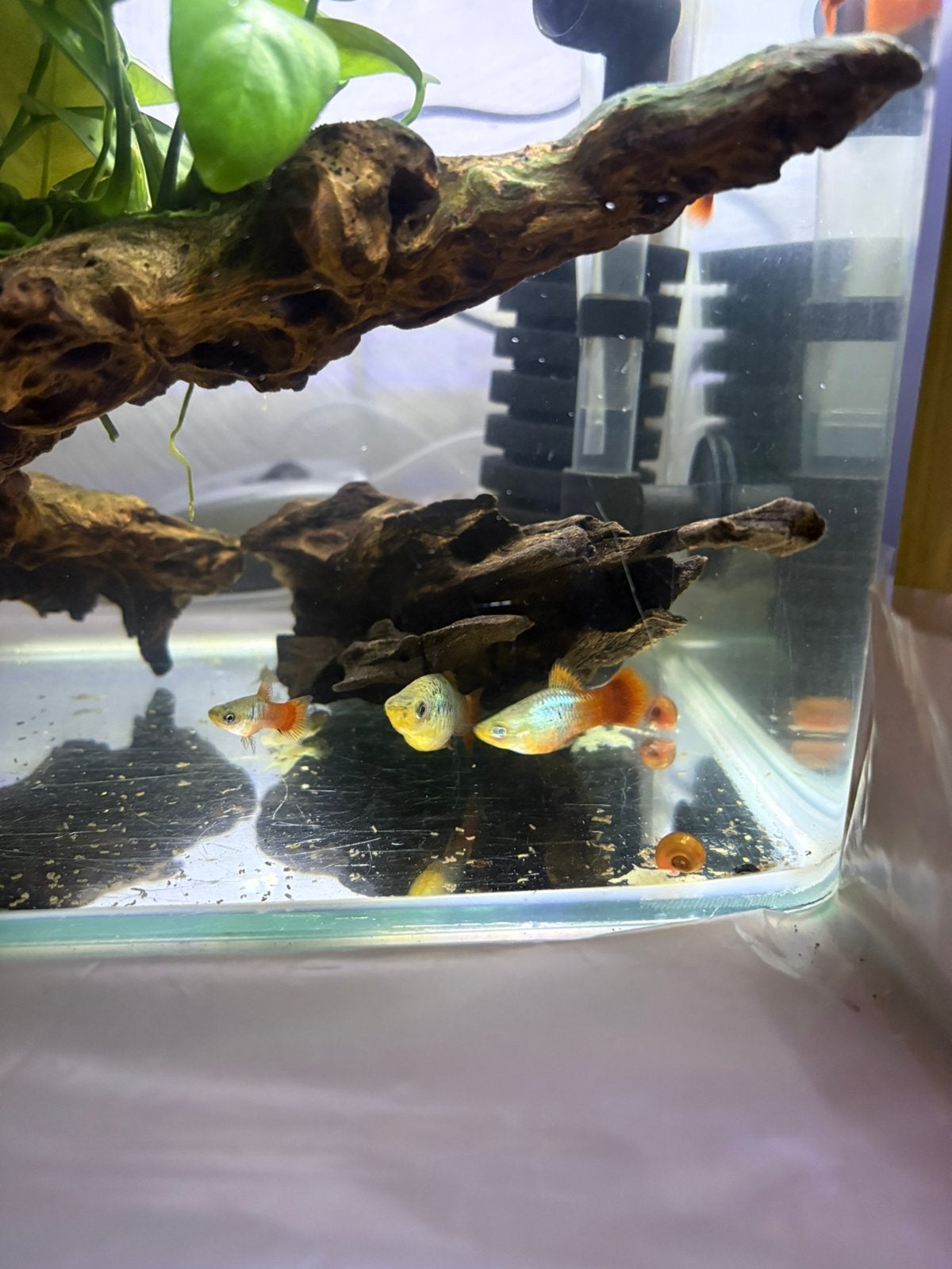 Aquarium