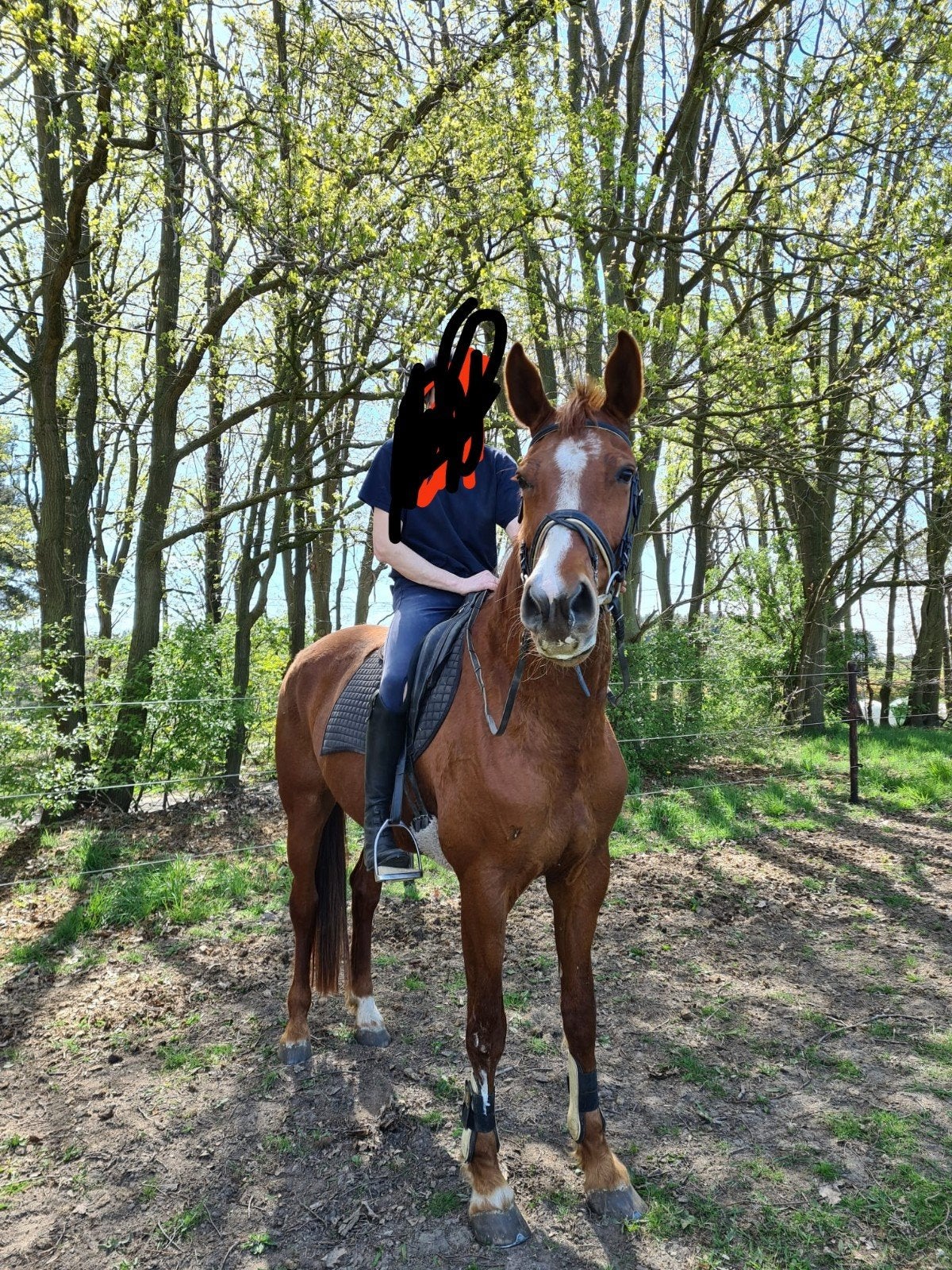 Mooi ZangerHeide merrie, Dieren en Toebehoren, Merrie