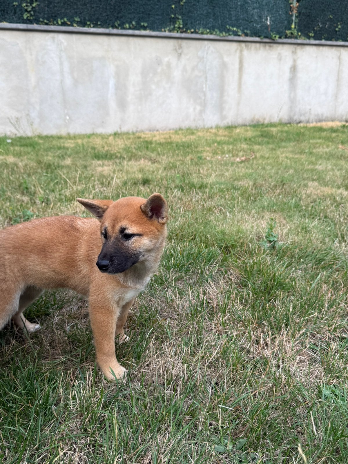 Shiba Inh, Dieren en Toebehoren, België, Particulier, 8 tot 15 weken, Teef