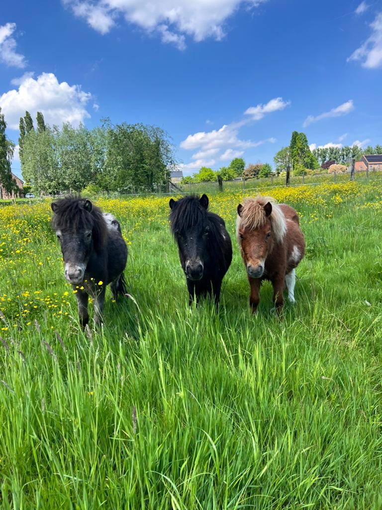 Shetlandpony’s, Dieren en Toebehoren, Ruin, 0 tot 2 jaar, A pony (tot 1.17m), Gechipt
