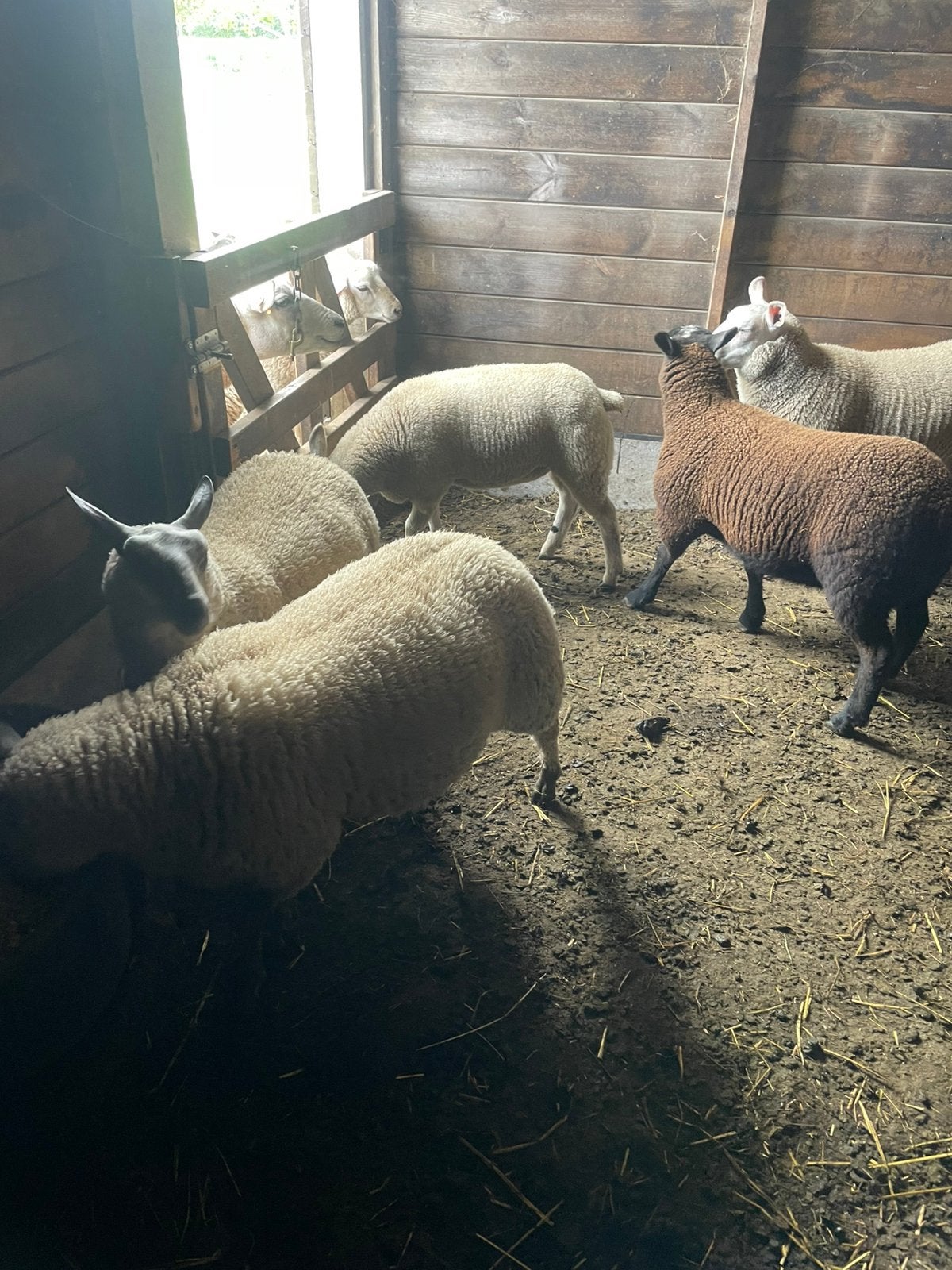 Schapen