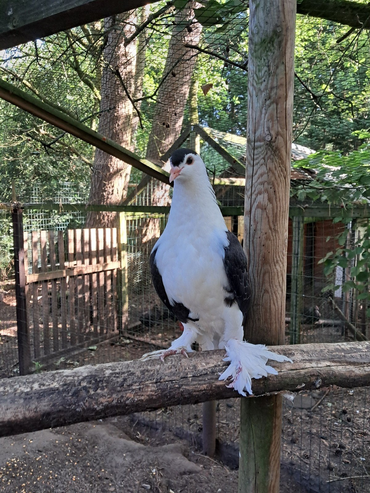 Jonge duiven, Dieren en Toebehoren, Postduif