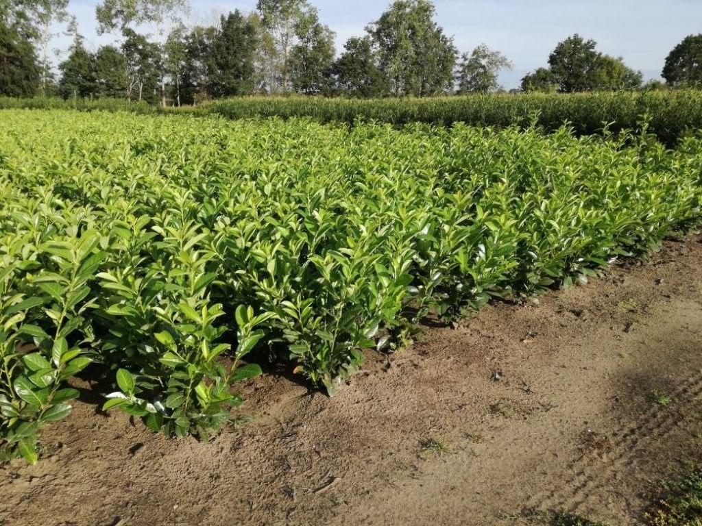 Laurieren in soorten, Tuin en Terras, Ophalen, Struik