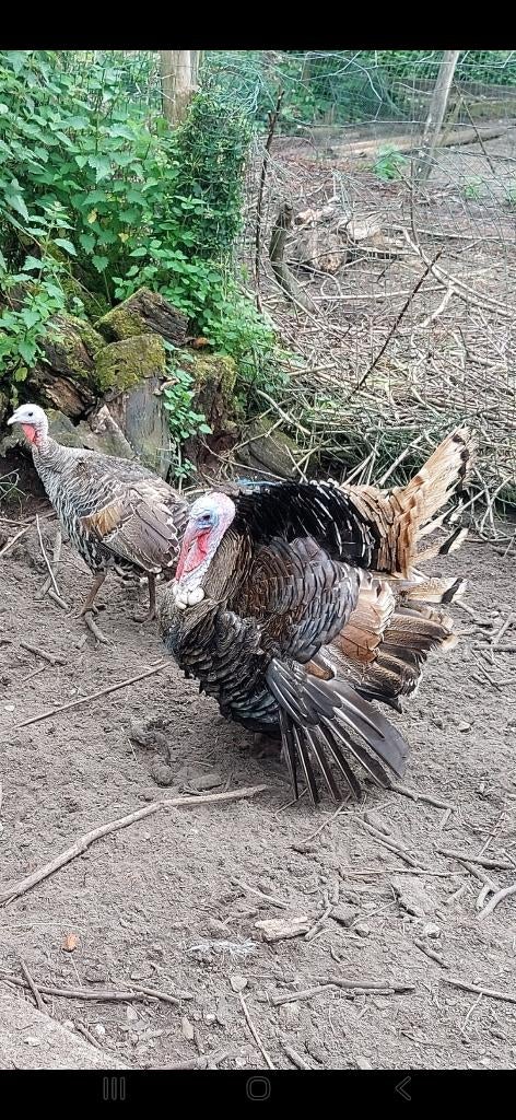 Broedeieren ronquiere kalkoenen, Dieren en Toebehoren