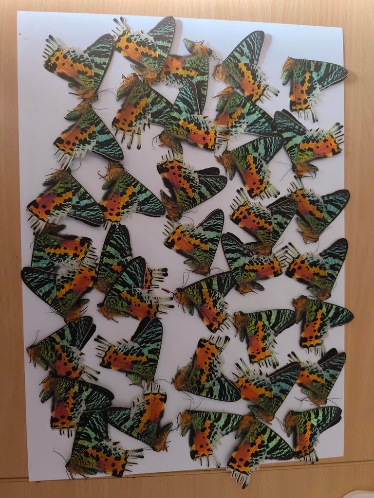 37 (36 1gratis)Urania ripheus Madagaskar nachtvlinder Sunset, Ophalen of Verzenden