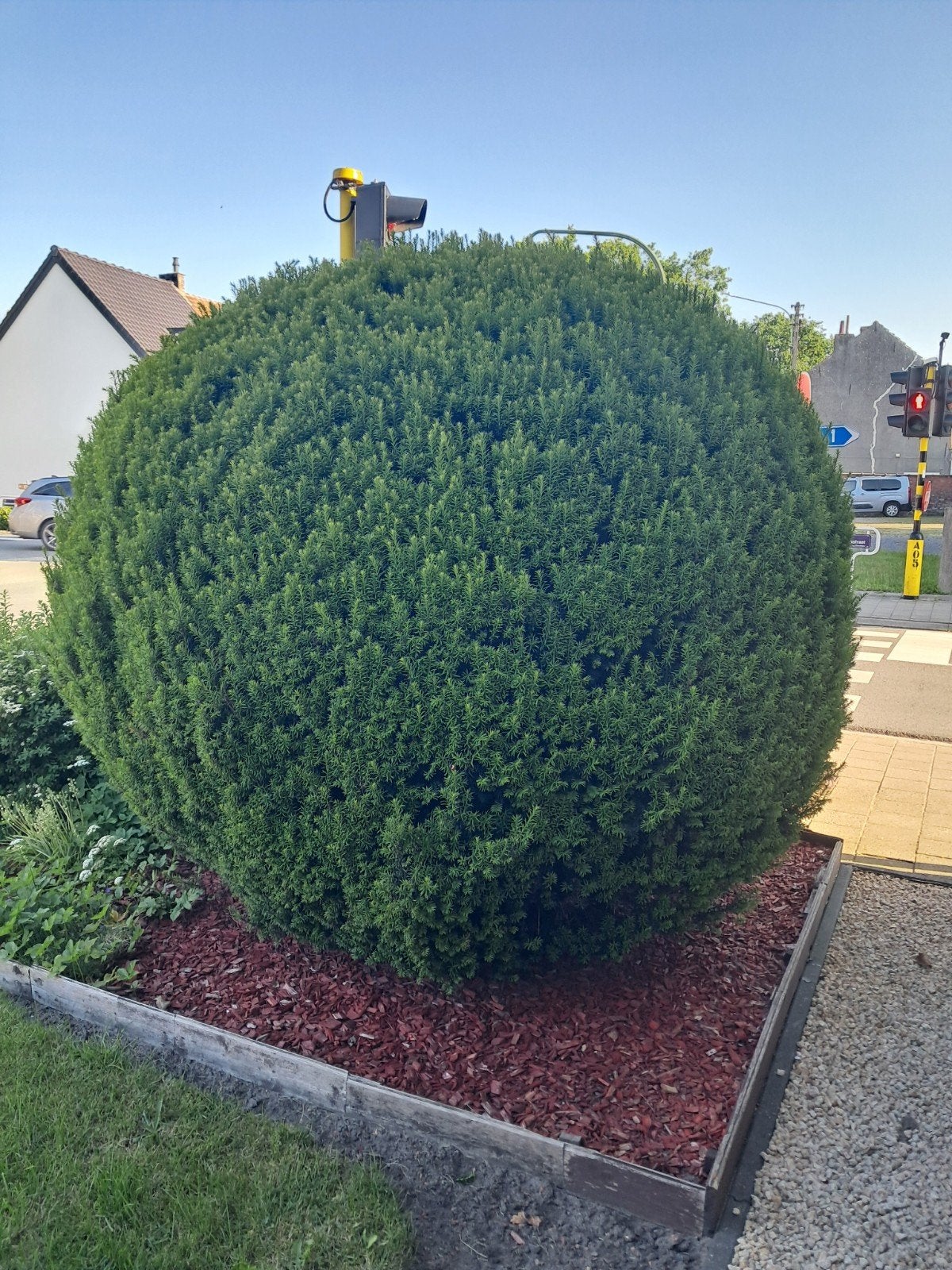 Taxus bol, Tuin en Terras, Ophalen