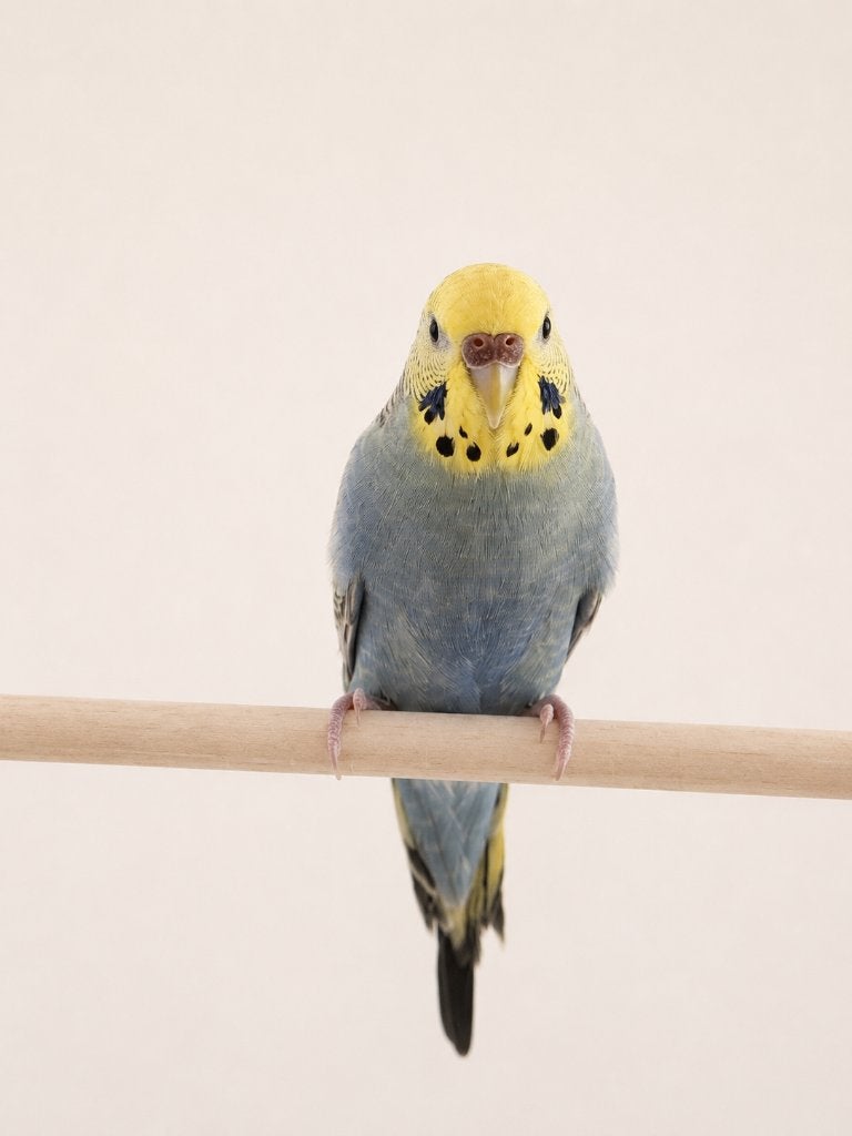 Grasparkieten 2026 – mooie kleuren, Plusieurs animaux, Perruche, Bagué