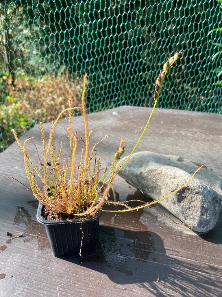 Drosera Filiformis var Filiformis 7 cm pot, Overige soorten, Volle zon, Vaste plant, Ophalen of Verzenden