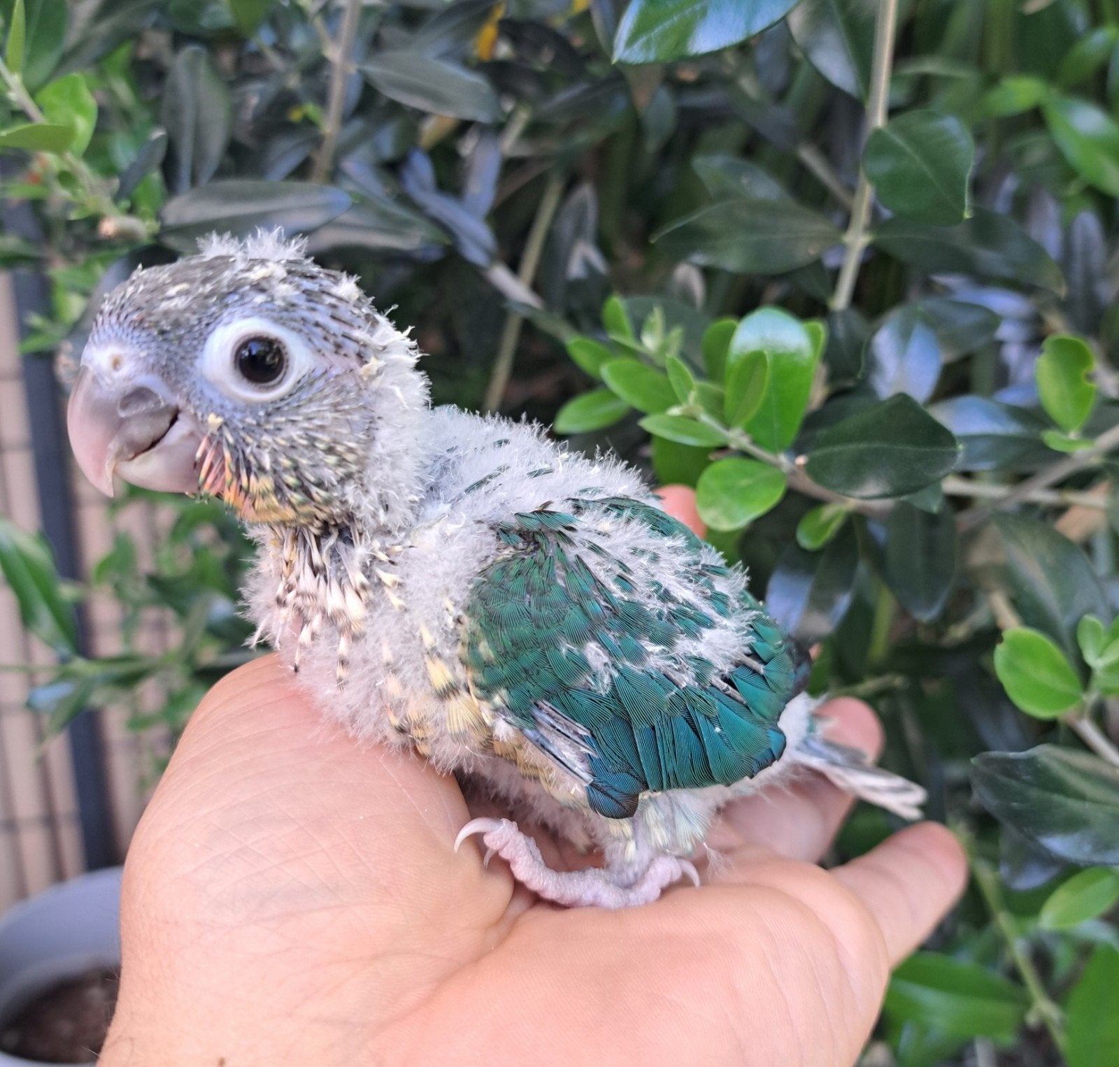 Bébé conures bleues turquoises eam, Animaux & Accessoires