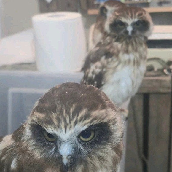 Boeboekuil (Ninox novaeseelandiae) – Jonge 2026 handopfok