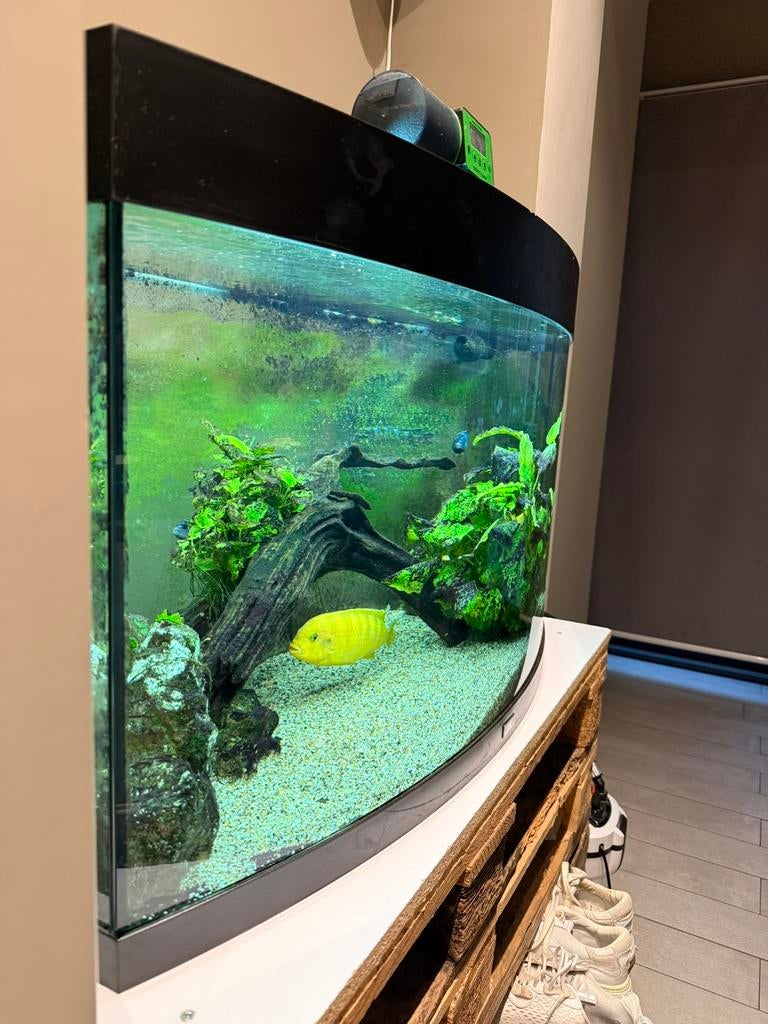 Aquarium Juwel 180L, Pompe, Aquarium d'eau douce rempli, Enlèvement, Utilisé