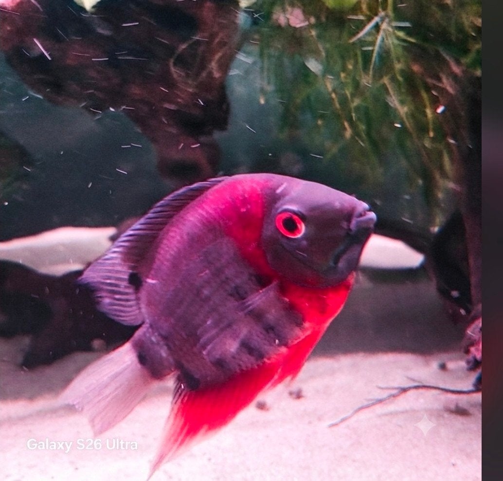 5 gezonde Severums, Dieren en Toebehoren