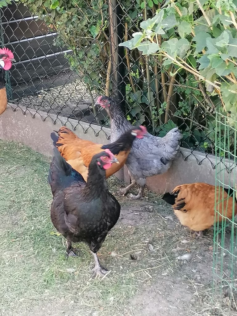 Kippen  -  Hennen, Dieren en Toebehoren, Pluimvee, Vrouwelijk, Kip