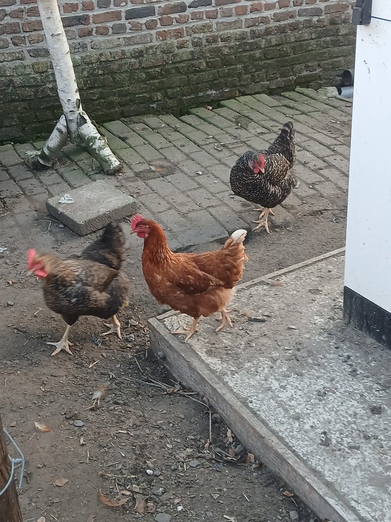 Kippen, Dieren en Toebehoren, Meerdere dieren, Kip