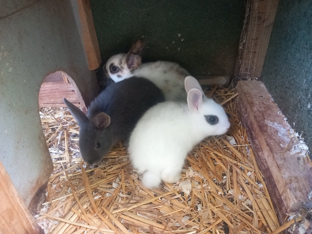 Jonge Dwergkonijnen, Dieren en Toebehoren, Meerdere dieren, Dwerg