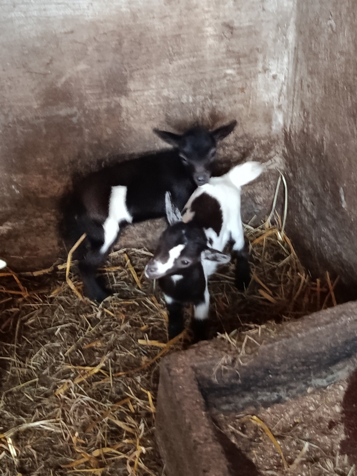 Dwerggeiten miekes, Dieren en Toebehoren, Vrouwelijk, Geit, 0 tot 2 jaar