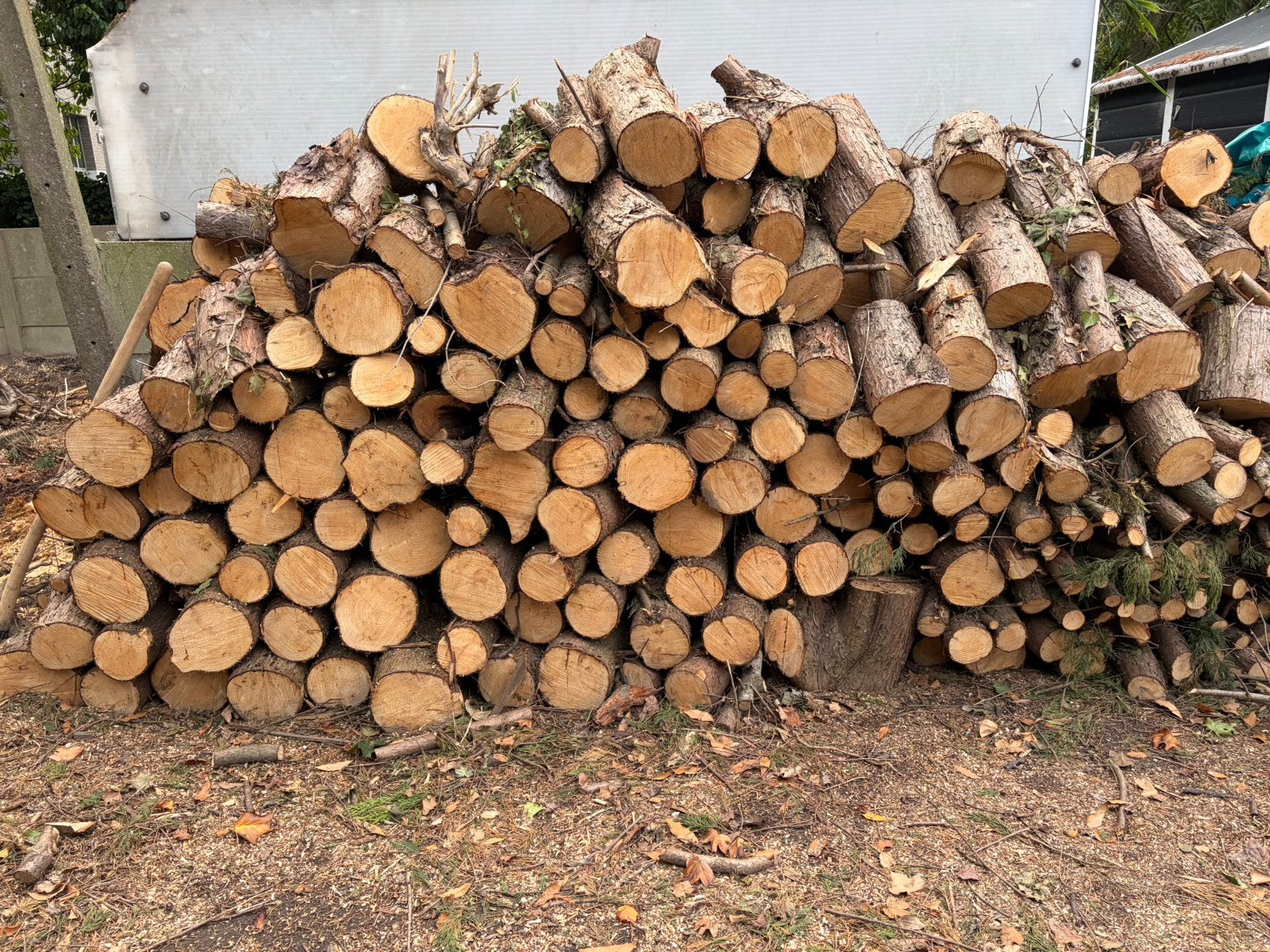 Grand lot de bois de conifère/bois de chauffage - scié, Jardin & Terrasse, 6 m³ ou plus, Enlèvement, Autres essences de bois, Troncs d'arbres